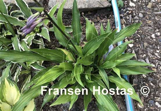 Hosta tardiva 'Gosan'